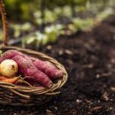 Einladung zum Vortrag Pflanzenkohle – Eine Chance für Klima und Boden