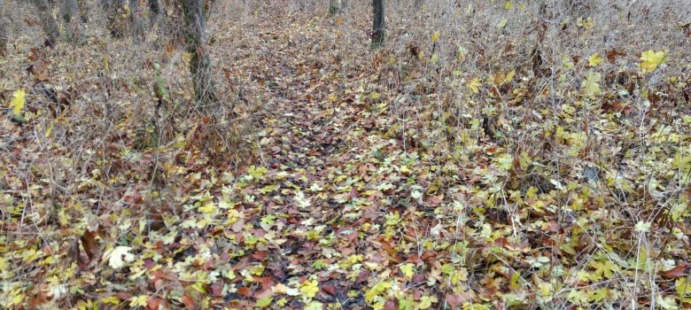 Foto: Junger Feldahorn-Bestand auf dem felsigen Kamm des Baunsbergs im Herbst.